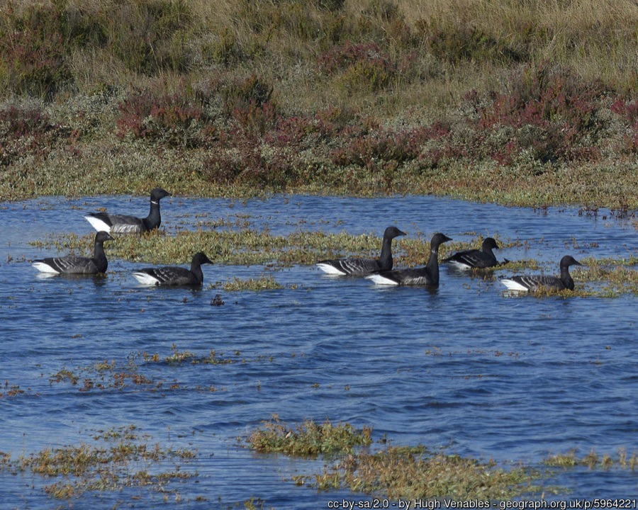 Brent geese swimming